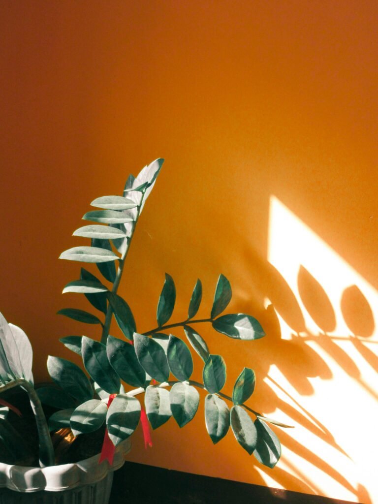 Home Potted plant with lush green leaves casting shadows on an orange wall, creating a striking contrast.